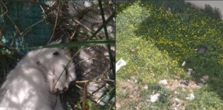 Katzen Kolonie Adra Spanien