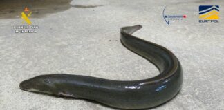 Aalschmuggel Spanien
