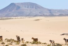 Fuerteventura Wasser