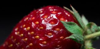 Erdbeeren Spanien
