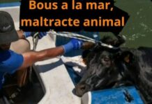 Bous a la Mar Denia Demo