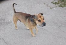 Hund Santa Eugenia Spanien Terror