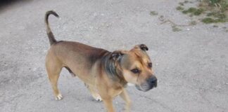 Hund Santa Eugenia Spanien Terror