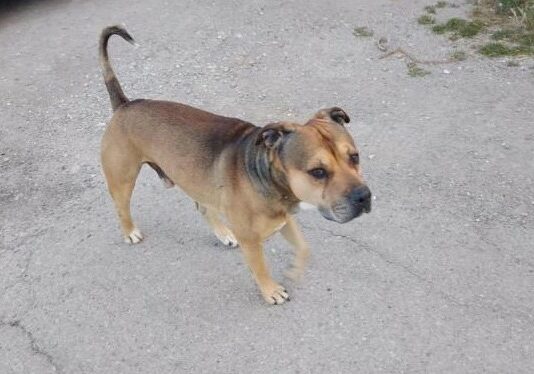 Hund Santa Eugenia Spanien Terror