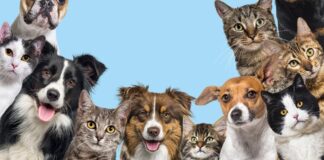 Hunde und Katzen Jagd Spanien