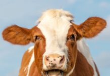 Kuhmilch Spanien