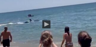 Orca Strand Huelva