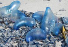 Portugiesische Quallen Strand Spanien