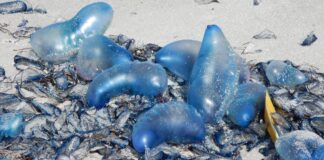 Portugiesische Quallen Strand Spanien