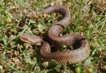 Viper Spanien