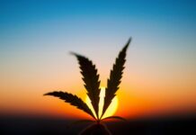 Cannabis Experte Alicante
