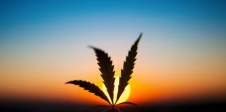 Cannabis Experte Alicante