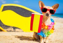 Hund Spanien Haftpflicht Versicherung
