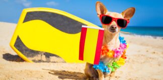 Hund Spanien Haftpflicht Versicherung