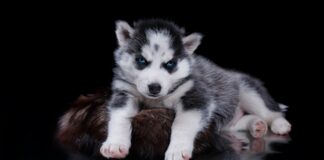 Husky Hund 3 Monate Tot Spanien