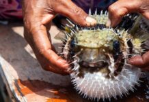 Kugelfisch Spanien Gran Canaria
