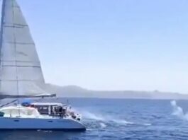 Orcas Segelboot Spanien