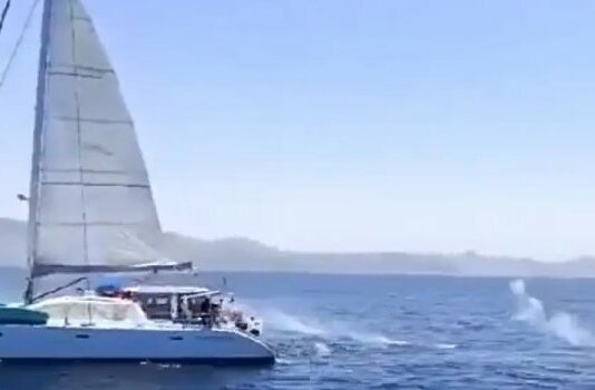 Orcas Segelboot Spanien