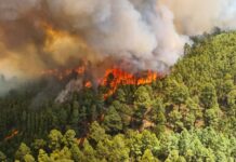 Teneriffa Feuer Brandstiftung