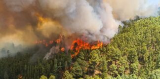Teneriffa Feuer Brandstiftung