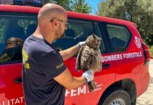 Tiernotruf Valencia Spanien