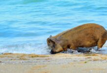 Wildschweine am Strand in Spanien