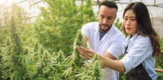 Cannabis Spanien Produktion