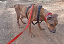 Drama Hundehof Can Dog Ibiza