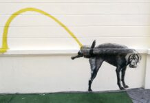 Hund Urin Schwefel