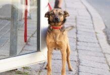Hund vor Spanischen Supermarkt