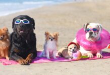 Hunde am strand Versicherung Spanien
