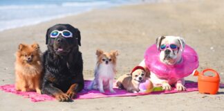 Hunde am strand Versicherung Spanien