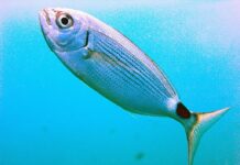 Das sind die Fische die Badegäste am Strand von Benidorm angreifen