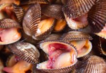 Herzmuscheln Genom Spanien