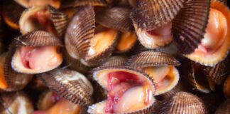 Herzmuscheln Genom Spanien