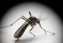 Mosquito Alert Spanien