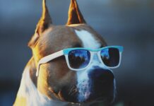 PPP Hunde Spanien Liste