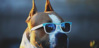 PPP Hunde Spanien Liste