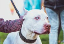 Pittbull Spanien