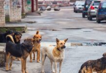Rudel Hunde Zamora