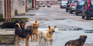 Rudel Hunde Zamora