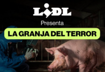 Lidl Schweine System Spanien