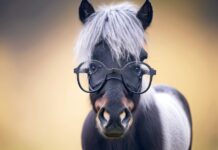 Pony auf Mallorca