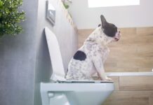Hund am Klo Teneriffa