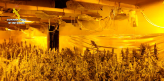 Marihuana Plantage Guardia Civil