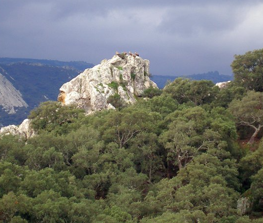 Regenwald Spanien