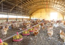 Algerien hebt die Blockade der Einfuhr spanischer Produkte nach der diplomatischen Krise von 2022 teilweise auf