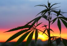 Cannabis Legalisierung Spanien