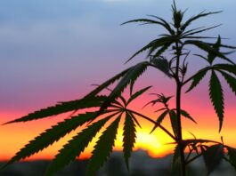 Cannabis Legalisierung Spanien