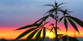 Cannabis Legalisierung Spanien